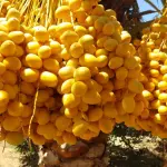 Premium Barhi Golden Dates - Sweet Honey Delight